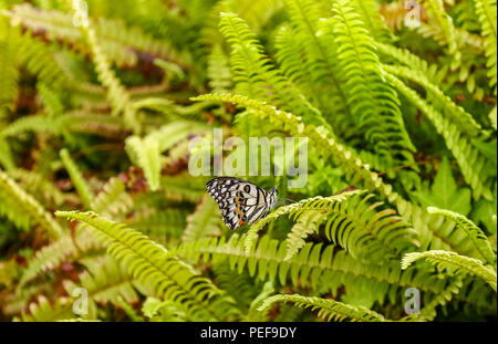 Papilio demoleus est une espèce commune et répandue swallowtail butterfly. Le papillon est également connu comme le papillon papillon citron, lime, lime swallowtai Banque D'Images