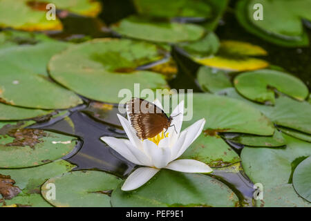 Grand mâle gold music commun (papillons Hypolimnas bolina) reposant sur une fleur de nénuphar Banque D'Images