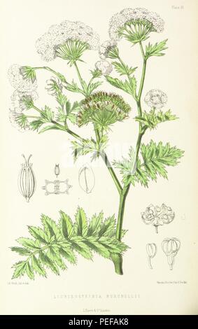 Image prise à partir de la page 364 de 'St. Helena  un, physique, historique et topographique de l'île description ... Le jardin botanique de plaques de dessins originaux de Mme J. C. Melliss' Banque D'Images