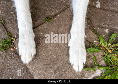 Pattes de chien berger blanc suisse Vue d'en haut. Banque D'Images