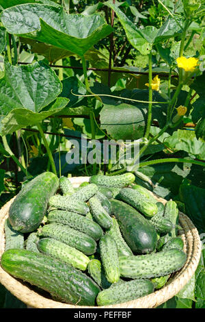 Freshly harvested cucumbers (Cucumis sativus) dans un panier en osier avec le feuillage en arrière-plan. Banque D'Images