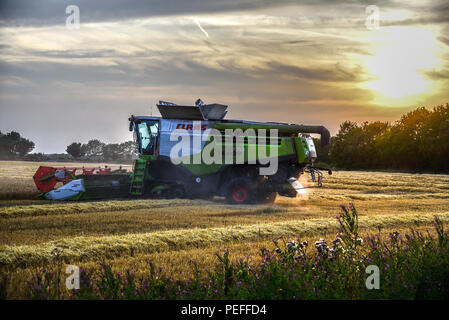 Moissonneuse batteuse travaillant un champ de maïs, d'orge ou de blé au coucher du soleil dans l'arrière-plan. Banque D'Images