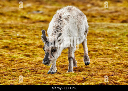 Les jeunes curieux renne du Svalbard (Rangifer tarandus platyrhynchus), Svalbard, Spitzberg ou l'Europe Banque D'Images