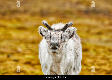 Les jeunes curieux renne du Svalbard (Rangifer tarandus platyrhynchus), Svalbard, Spitzberg ou l'Europe Banque D'Images