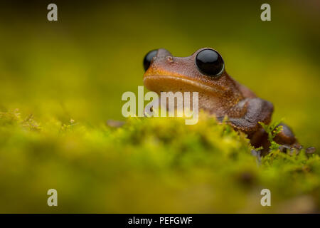 Australian Lace-lid (grenouille Litoria dayi) Banque D'Images