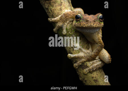 Green-eyed tree frog (Litoria serrata) Banque D'Images