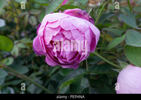 Roses dans un jardin dans la région de Germoe Cornwall, UK Banque D'Images