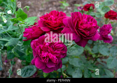 Roses dans un jardin dans la région de Germoe Cornwall, UK Banque D'Images