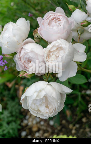 Roses dans un jardin dans la région de Germoe Cornwall, UK Banque D'Images