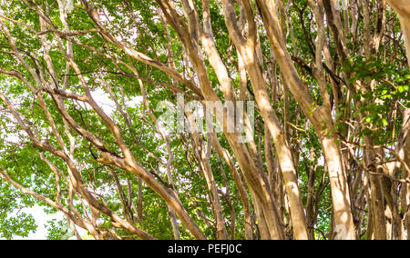 Branches de pommelé Sun Crepe Myrtes avec des feuilles vertes Banque D'Images