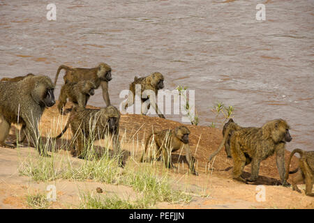 Troupe de olive (Anubis, savane) babouins marchant à côté d'Ewaso (Uaso Nyiro), Samburu Game Reserve, Kenya Banque D'Images