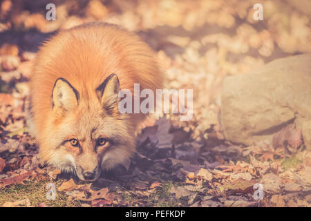Red Fox (Vulpes volpes) dans la forêt à l'automne Banque D'Images