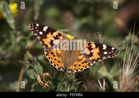 Vanessa cardui, la belle dame, Papillon avec ailes ouvertes montrant haut marquages, un visiteur d'été migrants au Royaume-Uni. Banque D'Images