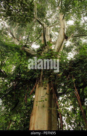 Vue en angle bas des vignes grandissant jusqu'à un arbre énorme Banque D'Images