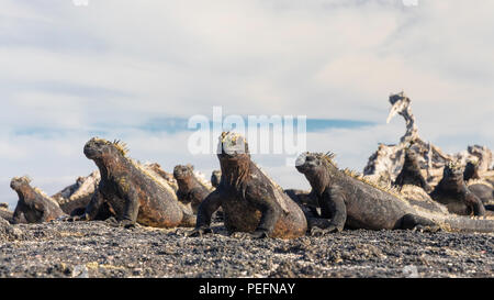 La marine des Galápagos, iguane endémique Amblyrhynchus cristatus, soleil sur l'île de Fernandina, Galápagos. Banque D'Images