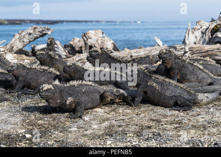 La marine des Galápagos, iguane endémique Amblyrhynchus cristatus, soleil sur l'île de Fernandina, Galápagos. Banque D'Images