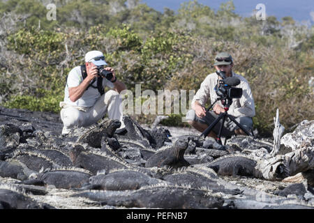 La marine des Galápagos, iguane endémique Amblyrhynchus cristatus, avec des photographes sur l'île de Fernandina, Galápagos. Banque D'Images