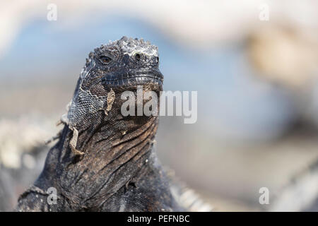 L'endémie GalÃ¡pagos, iguane marin Amblyrhynchus cristatus, soleil sur l'île de Fernandina, GalÃ¡pagos. Banque D'Images