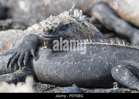 L'endémie GalÃ¡pagos, iguane marin Amblyrhynchus cristatus, soleil sur l'île de Fernandina, GalÃ¡pagos. Banque D'Images