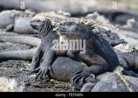 La marine des Galápagos, iguane endémique Amblyrhynchus cristatus, soleil sur l'île de Fernandina, Galápagos. Banque D'Images