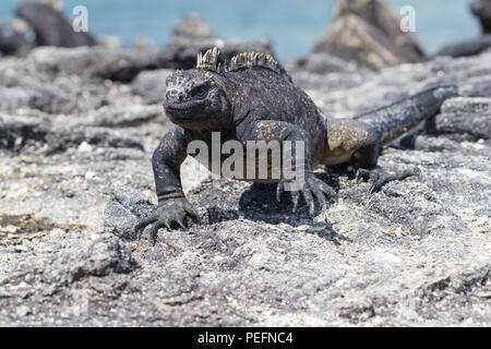 L'endémie GalÃ¡pagos, iguane marin Amblyrhynchus cristatus, soleil sur l'île de Fernandina, GalÃ¡pagos. Banque D'Images