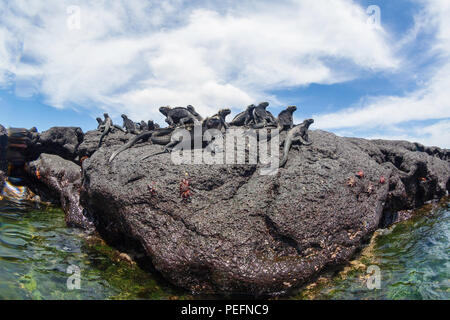 L'endémie GalÃ¡pagos, iguane marin Amblyrhynchus cristatus, soleil sur l'île de Fernandina, GalÃ¡pagos. Banque D'Images