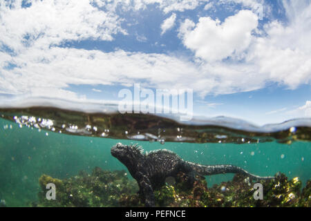 L'endémie GalÃ¡pagos, iguane marin Amblyrhynchus cristatus, nager sous l'eau, l'île de Fernandina, GalÃ¡pagos. Banque D'Images