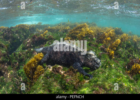 La marine des Galápagos, iguane endémique Amblyrhynchus cristatus, l'alimentation sous l'eau, l'île de Fernandina, Galápagos. Banque D'Images