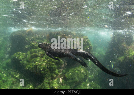 La marine des Galápagos, iguane endémique Amblyrhynchus cristatus, nager sous l'eau, l'île de Fernandina, Galápagos. Banque D'Images