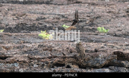 Galápagos adultes, le hibou des marais Asio flammeus galapagoensis, la chasse sur l'île de Genovesa, Galapagos, Equateur. Banque D'Images