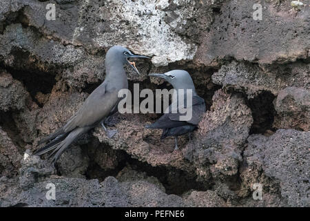 Noddi brun Anous stolidus, paire, au site de nidification sur l'Île Floreana, Galapagos, Equateur. Banque D'Images