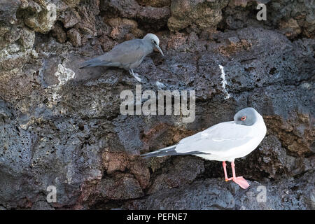 Mouette à queue adultes, Creagrus furcatus, avec un noddi brun Anous stolidus, Île Floreana, Galapagos, Equateur,. Banque D'Images