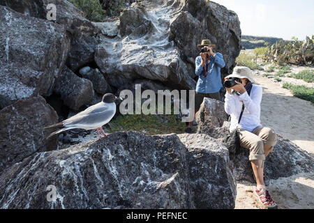 Mouette à queue adultes, Creagrus furcatus, avec des photographes sur l'île de Genovesa, GalÃ¡pagos, de l'Équateur. Banque D'Images