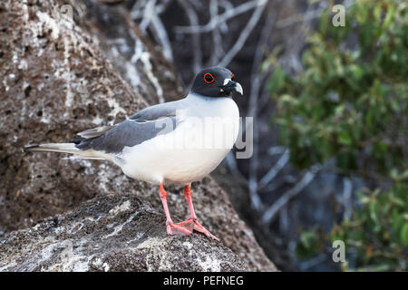 Mouette à queue adultes, Creagrus furcatus, sur l'île de Genovesa, Galapagos, Equateur. Banque D'Images