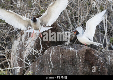 Mouette à queue adultes, Creagrus furcatus, paire sur l'île de Genovesa, Galapagos, Equateur. Banque D'Images