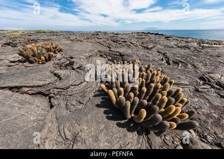 Cactus Brachycereus lave endémique, spp, l'île de Fernandina, Galapagos, Equateur. Banque D'Images