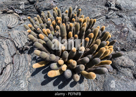 Cactus Brachycereus lave endémique, spp, l'île de Fernandina, Galapagos, Equateur. Banque D'Images