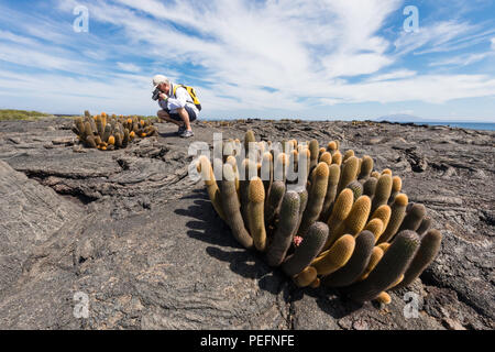 Photographe des cactus Brachycereus lave endémique, spp, l'île de Fernandina, GalÃ¡pagos, de l'Équateur. Banque D'Images