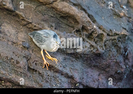 Des profils Héron, Butorides striata, sur la lave dans le Tagus Cove, l'île Isabela, GalÃ¡pagos, de l'Équateur. Banque D'Images