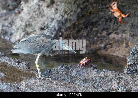 Juvenila Butorides striata, Héron, sur l'Île Floreana sur lave, Galapagos, Equateur. Banque D'Images