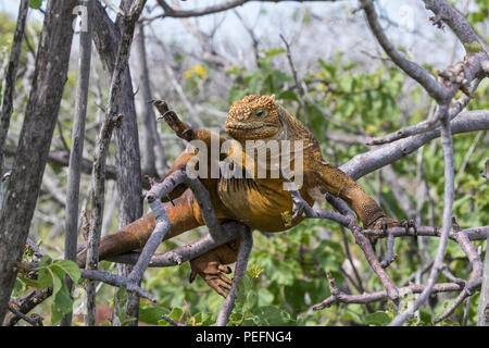 Un GalÃ adultes¡pagos, iguane terrestre des Conolophus subcristatus, escalade arbre sur l'île Seymour Nord, GalÃ¡pagos, de l'Équateur. Banque D'Images