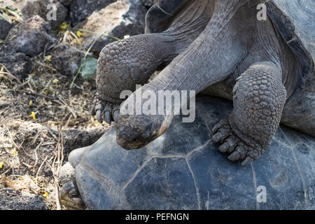 Galápagos en captivité des tortues géantes, Geochelone elephantopus, à la Station de recherche Charles Darwin sur l'île Santa Cruz, Galapagos. Banque D'Images