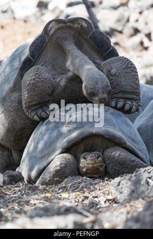 Le captif GalÃ pagos tortues géantes, Geochelone elephantopus, à la Station de recherche Charles Darwin sur l'île Santa Cruz, GalÃ¡pagos. Banque D'Images