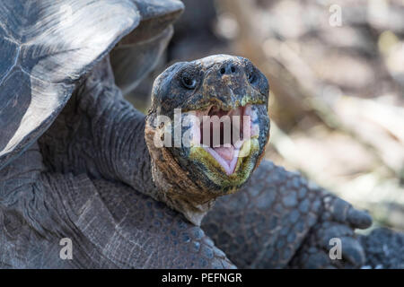 Le captif GalÃ pagos tortues géantes, Geochelone elephantopus, à la Station de recherche Charles Darwin sur l'île Santa Cruz, GalÃ¡pagos. Banque D'Images