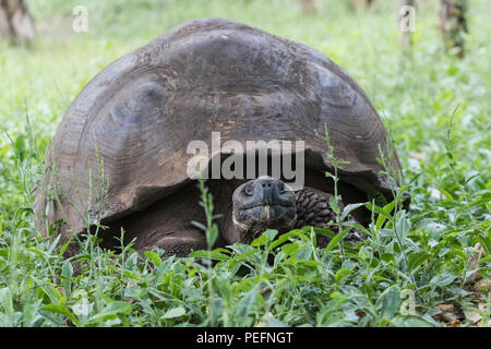 Wild GalÃ pagos de tortues géantes, Geochelone elephantopus, sur les pentes de l'île de Santa Cruz, GalÃ¡pagos. Banque D'Images