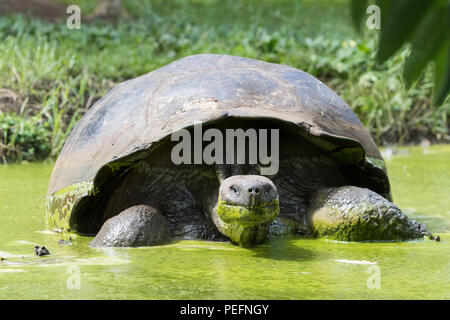 Wild GalÃ pagos de tortues géantes, Geochelone elephantopus, dans la boue sur l'île Santa Cruz, GalÃ¡pagos. Banque D'Images