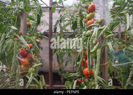 Tomates mûres dans la serre, les légumes. De plus en plus d'aliments biologiques, les aliments sains à la maison Banque D'Images