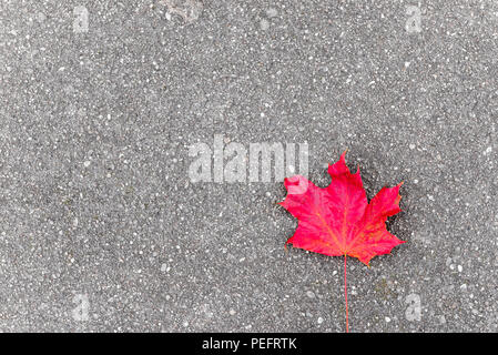 Lonely feuille d'érable rouge sur l'asphalte à l'automne, l'espace d'inscription sur la gauche Banque D'Images