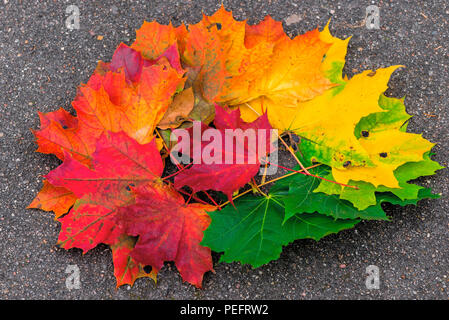 Belles feuilles d'un tas d'érable sur le bitume, automne nature Banque D'Images