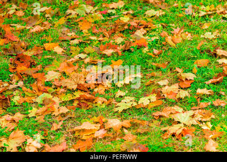 Une pelouse verte recouverte de feuilles d'érable de l'automne tombé Banque D'Images